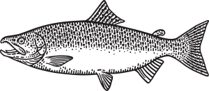 King Salmon Vector