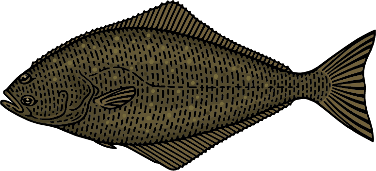 Alaskan Halibut Graphic