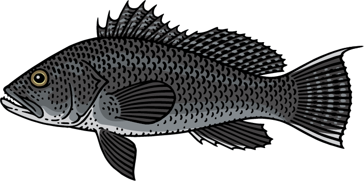 Black Sea Bass Graphic