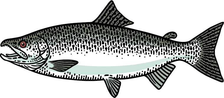 Chinook Salmon Ocean Stage Graphic