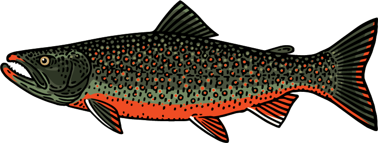 Dolly Varden Graphic