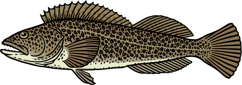 Lingcod Graphic