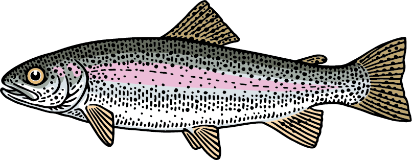 Rainbow Trout Line Art