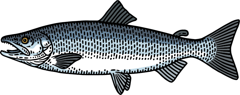 Sockeye Salmon Ocean Stage Graphic